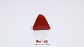 Red Coral - 8.1 Carat