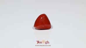 Red Coral - 7.35 Carat