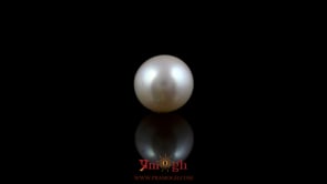 Pearl - 5.5 Carat