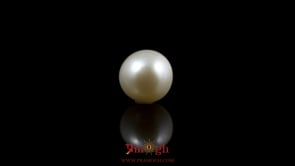 Pearl - 5.85 Carat