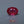 Load and play video in Gallery viewer, Ruby - 7.8 Carat
