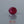Load and play video in Gallery viewer, Ruby - 3.75 Carat
