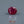 Load and play video in Gallery viewer, Ruby - 4.65 Carat
