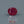 Load and play video in Gallery viewer, Ruby - 3.25 Carat
