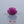 Load and play video in Gallery viewer, African Ruby - 5.4 Carat

