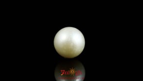 Pearl - 7.9 Carat