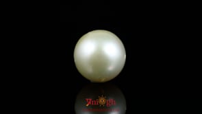 Pearl - 13.6 Carat