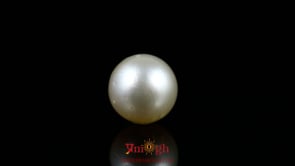 Pearl - 9.8 Carat