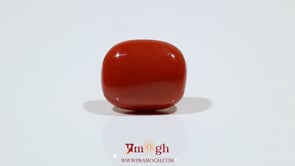 Red Coral - 13.25 Carat