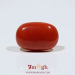 Red Coral - 10.7 Carat