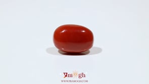 Red Coral - 13.2 Carat