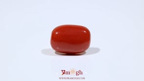 Red Coral - 9.7 Carat