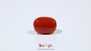 Red Coral - 8.1 Carat