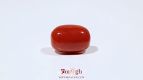 Red Coral - 11.6 Carat
