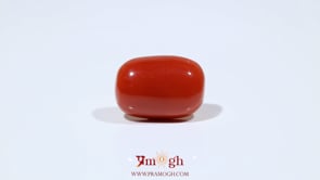 Red Coral - 10.15 Carat