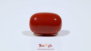 Red Coral - 19.7 Carat