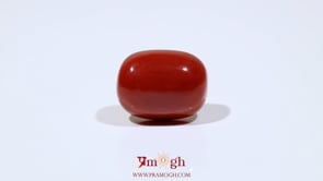 Red Coral - 14.15 Carat