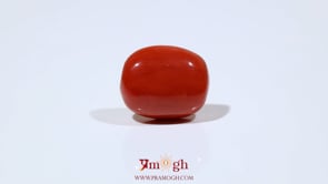 Red Coral - 10.15 Carat