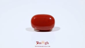 Red Coral - 10.55 Carat