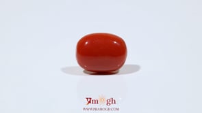 Red Coral - 8.1 Carat