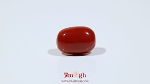 Red Coral - 9.1 Carat