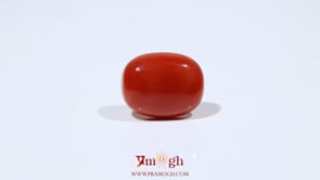 Red Coral - 8.25 Carat