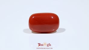 Red Coral - 14.7 Carat