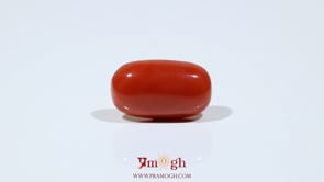 Red Coral - 9.15 Carat