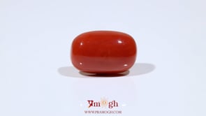 Red Coral - 13.75 Carat