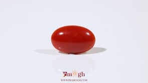 Japanese Red Coral - 5.6 Carat