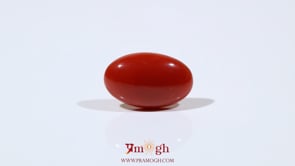 Japanese Red Coral - 5.5 Carat