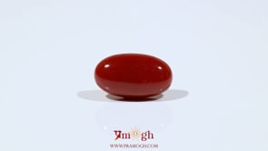 Japanese Red Coral - 6.2 Carat