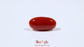Japanese Red Coral - 6 Carat