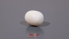 White Coral - 11.3 Carat