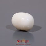 White Coral - 11.3 Carat