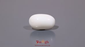 White Coral - 8.25 Carat