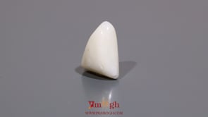 White Coral - 7.05 Carat