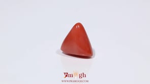 Red Coral - 3.82 Carat