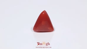 Red Coral - 3.8 Carat