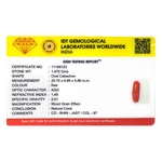 Red Coral - 7.35 Carat