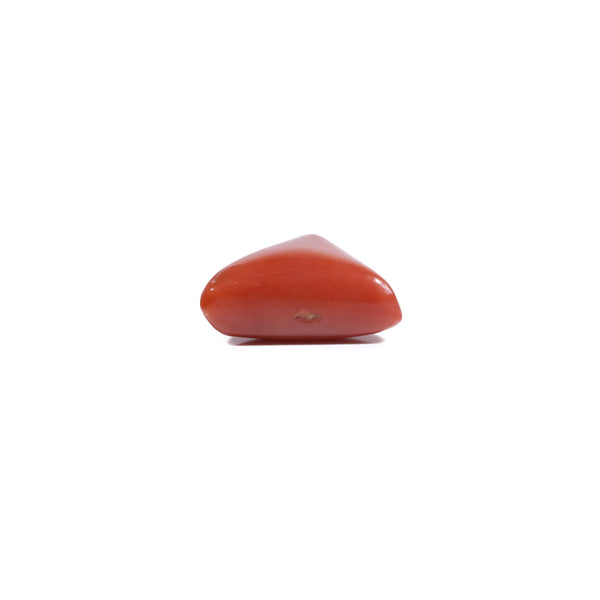 Red Coral - 5.55 Carat