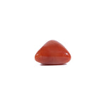 Red Coral - 5.45 Carat