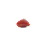 Red Coral - 3.7 Carat - Pramogh