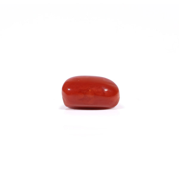 Red Coral - 3.1 Carat