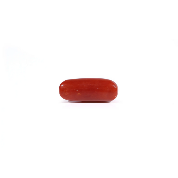 Red Coral - 2.85 Carat