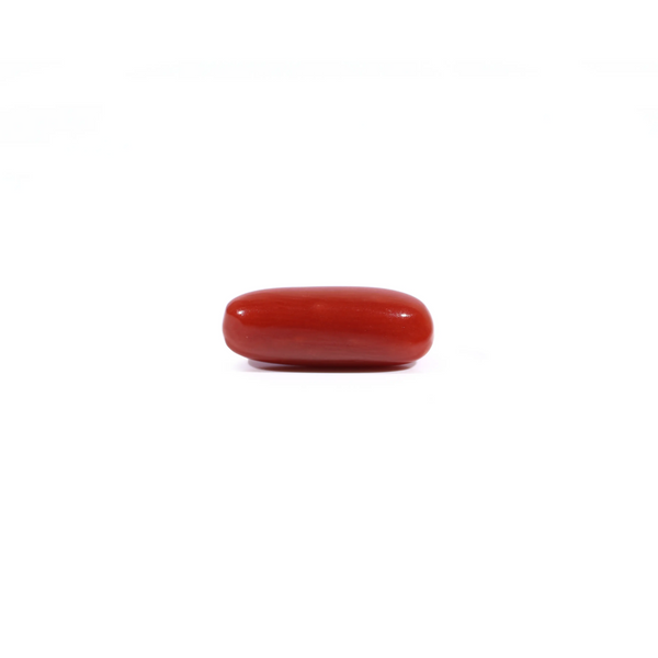 Red Coral - 2.68 Carat