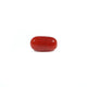 Red Coral - 3.4 Carat - Pramogh