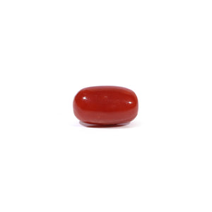 Red Coral - 3.62 Carat - Pramogh