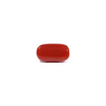 Red Coral - 3.35 Carat
