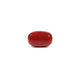 Red Coral - 3.6 Carat - Pramogh